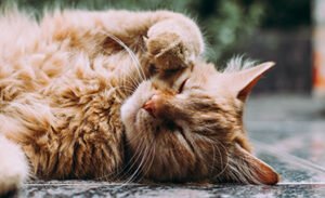 Astro is available for
adoption at Pets to Go