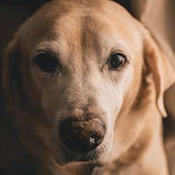 Rascal is available for adoption at Pets to Go