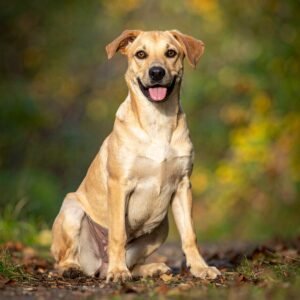 Sprocket is available for
adoption at Pets to Go